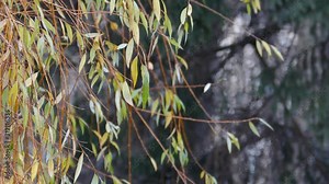 Willow tree branches swaying in wind in late autumn