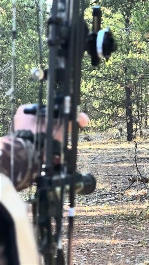 Grouse hunting #canada #partridge #grouse #hunt #bow