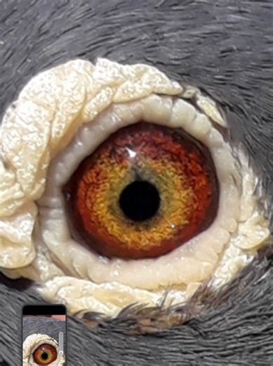 The Story of the Old Butcher Cock Pigeon