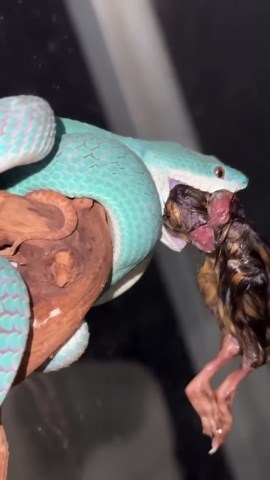 Blue snakes in the wild