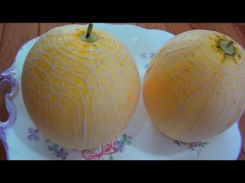 ムーンライトメロンを収穫