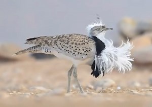 翎颌鸨 Chlamydotis undulata （ins@birdsonearth