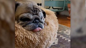 13-year-old pug goes viral for his adorable daily ritual (2021)