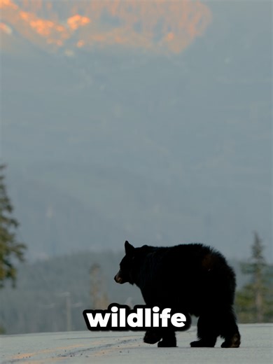 Yes… there ARE bears in the Lake Louise area! 🐻❄️ If you’re visiting Lake Louise in Banff National Park, spotting wildlife is part of the magic! 🏔️✨ Both black bears and grizzly bears call this beautiful mountain region home — especially from spring through fall when they’re out foraging in the valleys and along scenic drives. 🌲🍃 Don’t worry though! Sightings are usually from a safe distance, and Parks Canada works hard to keep both visitors and wildlife protected. 💛 Remember: ✔️ Keep a saf