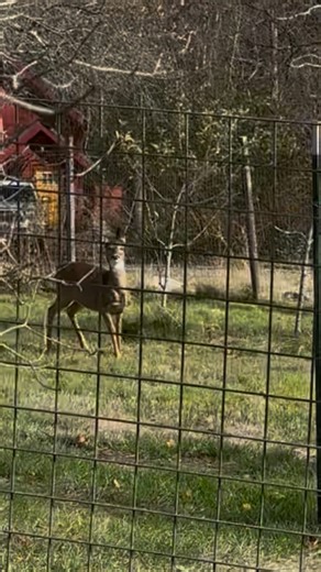 Gonna need some new fence posts🫠 Eating crabapples ✅ Pruning my young trees 🚫 Move along, little donkey 🫏 | Wilbur Homestead
