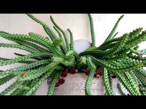 A shade-loving plant, its name is Huernia schneideriana. Inspiration for cultivation.