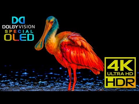 Mind-Blowing Nature in 4K HDR | Dolby Vision OLED Demo
