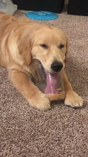 Dog Wants Last Lick of Peanut Butter || ViralHog