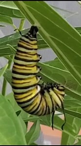 207K views · 2.3K reactions | Come visit the ticket station building to see the monarchs we're raising!  Here is a timelapse of a chrysalis forming. How amazing is this??  by Stacey | Nalls Produce | Facebook