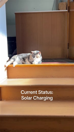 They are mangnets for the best spots to find the sun! #cattok #torty #sunny