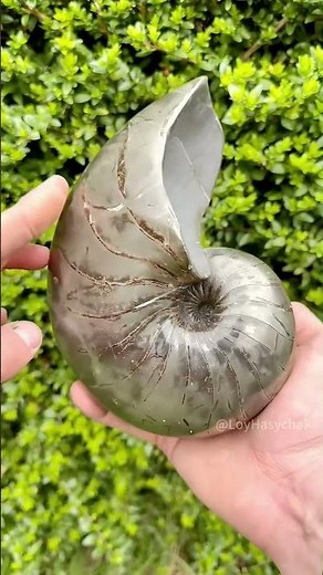 The Ocean’s Living Fossil #animals #nautilus #shorts