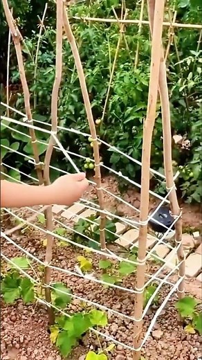 Homemade tomato climbing trellis, small tricks and big gains! 🍅