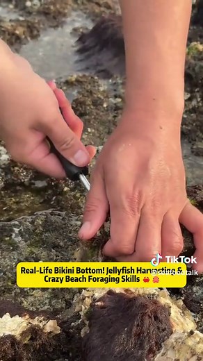 Real-Life Bikini Bottom! Jellyfish Harvesting & Crazy Beach Foraging Skills 🦀🐙 What's really happening on the beach during low tide? Today I stumbled across something wild, fishermen collecting jellyfish, hidden sea creatures everywhere, and even some unexpected 'Bikini Bottom' moments in real life. From chubby jellyfish being harvested (yes, people actually eat parts of them!) to spotting crabs and octopus like characters straight out of SpongeBob, this beach adventure turned into a full-on o