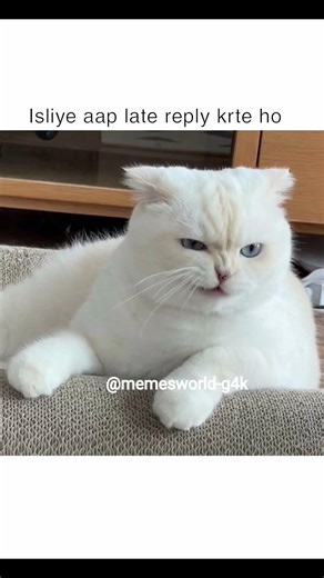 Sundar log 🤧#catmemes #tweetreels #ytshorts #fypシ゚viral