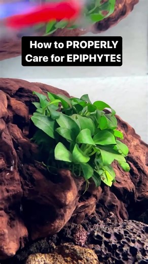 142K views · 811 reactions | Drop your best plant tip  Planning to keep some epiphytes? Keep watching for our top 3 care tips when incorporating them into your scape  You’ll have thriving epiphytic plants in no time! #aquascape #aquaticplants #aquariumplants #bucephalandra #buce #plantedtank | Buce Plant | Facebook
