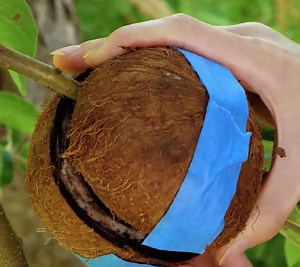 19K views · 31 reactions | Smart Hacks for Growing Stunning Greenery | 3-Minute Hacks | Facebook