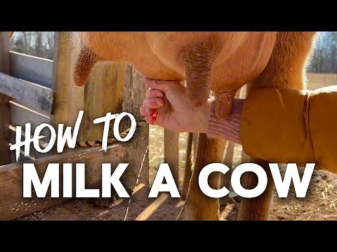 How to milk a cow - hand milking our family milk cow!
