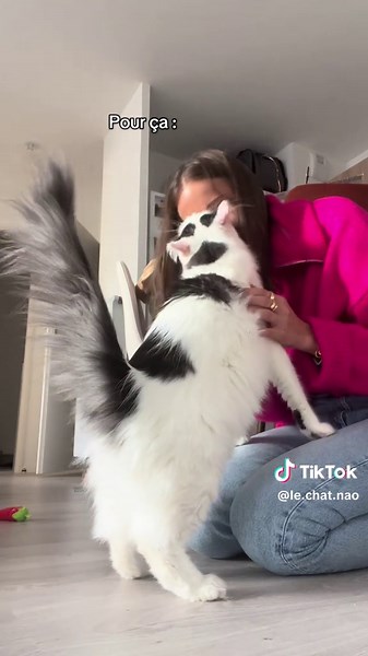 Ses câlins 🥹 meilleur réconfort après une journée de travail 🩷 #cat #chat #foryou
