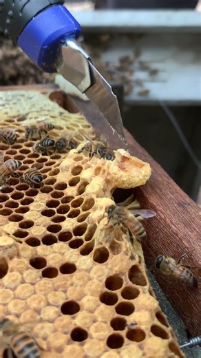 Erasing Extra Queen Cells 👑🐝 | Strong Hive Management