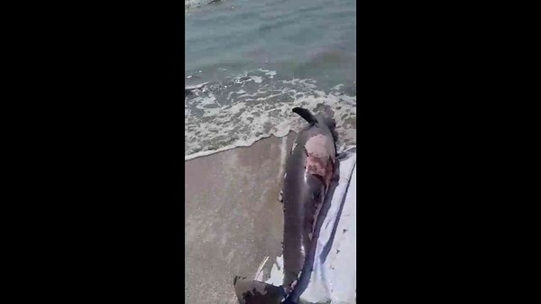 Dolphin carcass found washed up on beach in Indonesia shocks locals