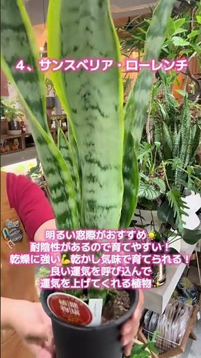 今回は、、、初めての方におすすめする観葉植物5選をご紹介