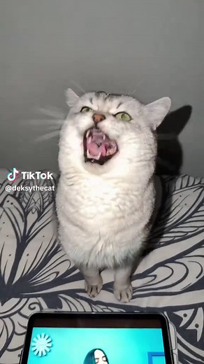 Billie Eilish's Bad Guy Featuring Barking Cat