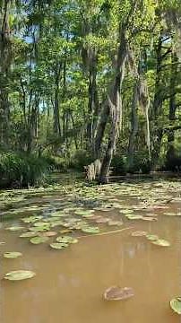 Dr. Wagner's Honey Island Swamp Tours Slidell Louisiana #travel