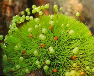 Pincushion Terrarium Moss, Bartramia Pomiformis, With Phytosanitary Certification and Passport, Grown by Moss Supplier - Etsy