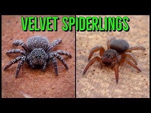 Unboxing the SMALLEST Velvet Spiders You’ve Ever Seen!