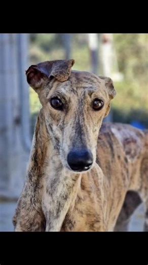 ACE|SHIN𓃦𓃠 | 🐾 De Spaanse Galgo – elegant, zacht en zo ontzettend miskend in zijn thuisland 🐾 De Spaanse Galgo is een hond met een sierlijk uiterlijk... | Instagram