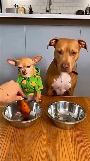 Animal Fails That Keep Getting Worse 🤣 #shorts