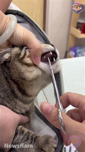 Tiny Fang, Big Attitude: Tabby’s Epic Side-Eye at the Vet 🐾😂
