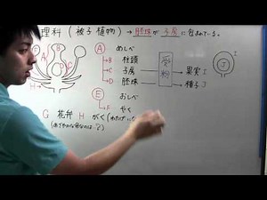 【中１ 理科】 １－２（旧） 被子植物