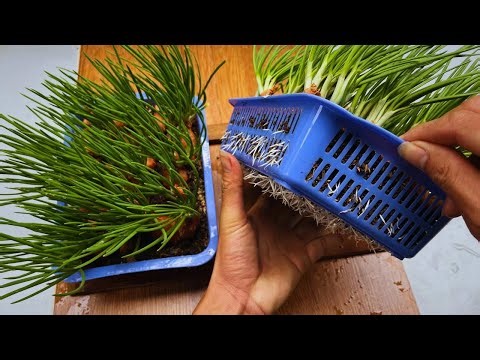 Grow Green Onions in Soil Using Simple Containers | Easy Home Gardening