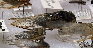 Get ready for the cicada invasion: What you need to know before they swarm Wisconsin