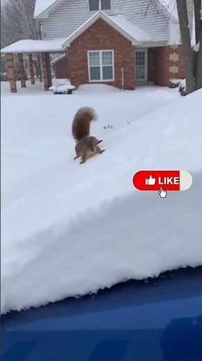 Funny Squirrel Rides The Snow Slide Down