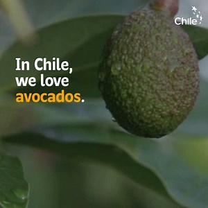 162K views · 3.2K reactions | Avocados are the real queens of Chilean kitchens. What's your favorite preparation with this delicious fruit? | Marca Chile | Facebook