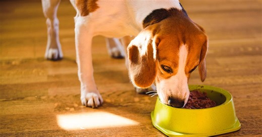 Dog food recall