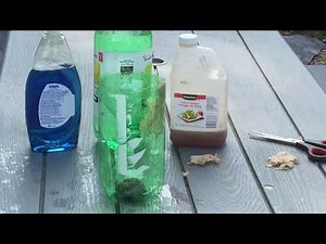Making a Yellow Jacket trap for your bee yard