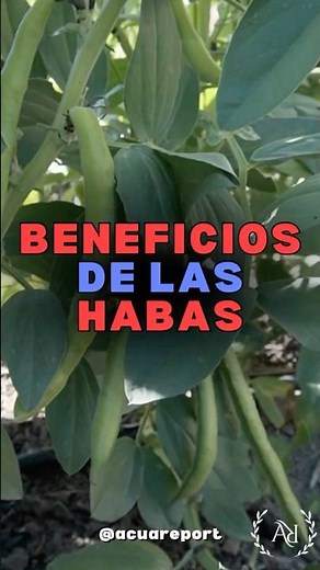 🌱 Beneficios de las habas