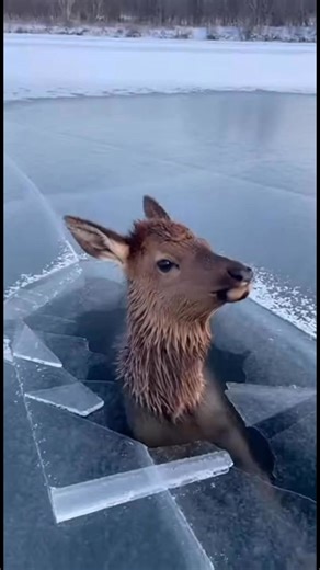 589K views · 13K reactions | Baby Elk trapped beneath the ice | Safarigpt | Facebook