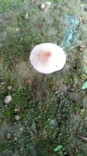 Mushroom 🍄#mushroom #land #subcribe