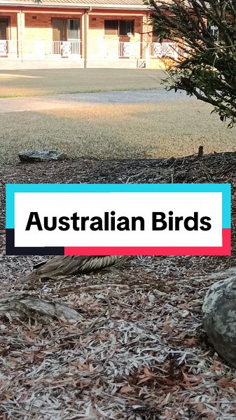 Discover the Unique Stone-Curlew of Australia