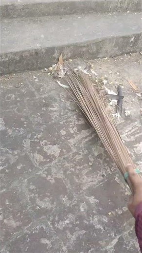 properly clean your pigeon cage 🕊️ #pigeon #pigeonlaver #bird #youtubeshorts #birds