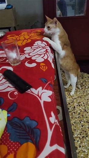 Simi standing like a tiny human just to reach the glass… curiosity level 100 😸🥛