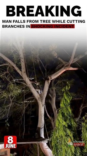 🚨 Man Falls From Tree While Cutting Branches!