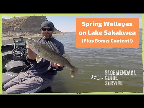 Spring Walleyes on Lake Sakakawea