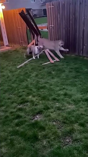 Cougar Inside Backyard — Fence Shatters in Seconds