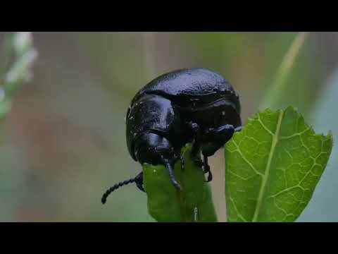 The Insect Crisis - Why Their Disappearance Matters