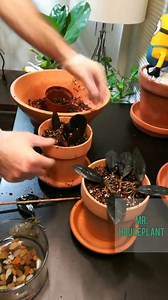 8.4K views · 176 reactions | Check out how I potted my ZZ Raven leaves in soil  Let me know if you have any questions. | Mr. Houseplant | Facebook